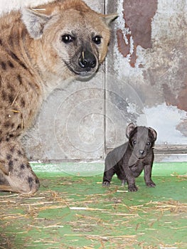 Hyaena baby