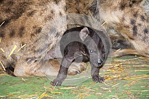 Hyaena baby