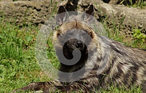 Hyaena brunnea