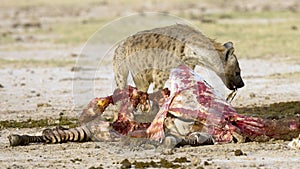 Hyaena feeding on a kill. photo