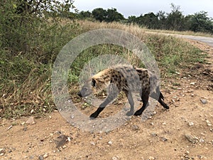 Hyaena, Kruger National Park, South Africa.