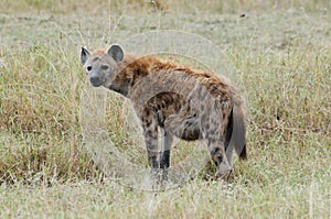 A Hyaena on the prowl in Tanzania