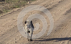 Hyaena runs alone along road