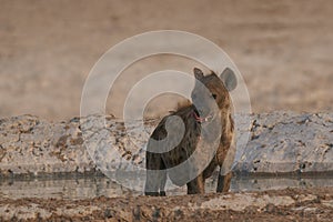 Hyaena at a waterhole in Etosha National Park