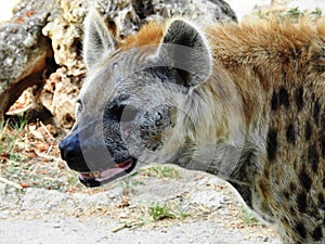 Hyaenidae, Hiena photo