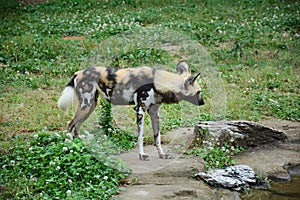 a hyaenidae stays on the grass in the zoo