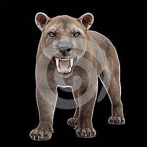 Hyaenodon, extinct bone crunching creodont, snarling on transparent background