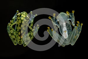 Hyalinobatrachium valerioi, sometimes known as the La Palma glass frog, on the black background