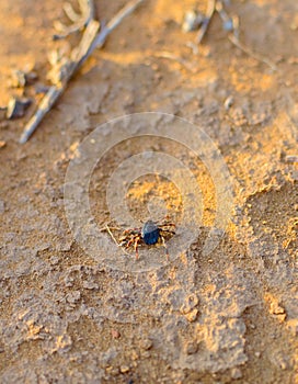 Hyalomma tick from Ixodidae family close. A dangerous parasite and infection carrier mite sitting on ground.