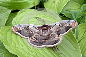 Hyalophora cecropia