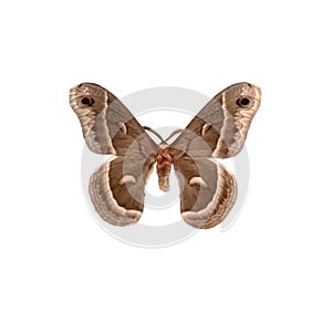 Hyalophora cecropia moth isolated on white background.