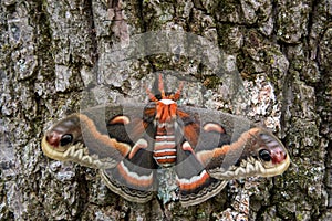 Hyalophora cecropia moth on tree