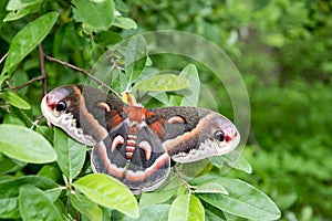 Hyalophora cecropia in the woods