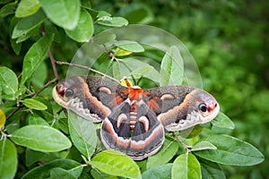 Hyalophora cecropia in the woods