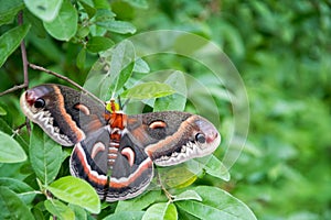 Hyalophora cecropia in the woods