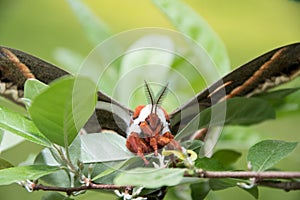 Hyalophora cecropia in the woods