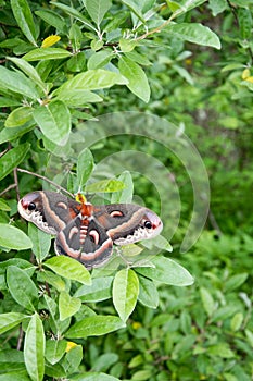 Hyalophora cecropia in the woods