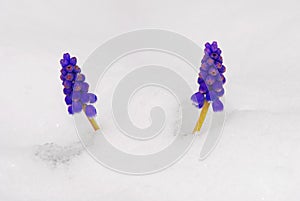 Hyazinth and snow