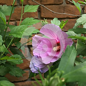 Hybiscus flower 2