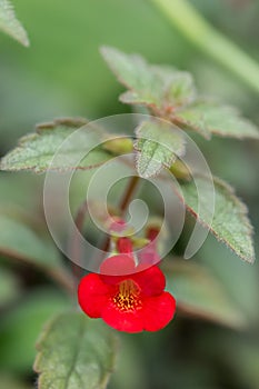 Hybrid Achimenantha naegelioides Inferno, red flower photo