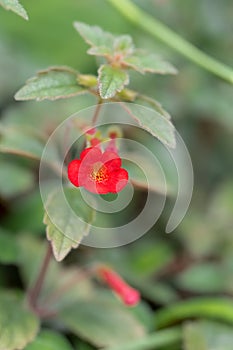 Hybrid Achimenantha naegelioides Inferno, striking red flower photo
