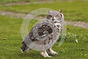 Hybrid African spotted eagle owl x Gt horned owl
