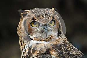 Hybrid African spotted eagle owl x Gt horned owl captive bird