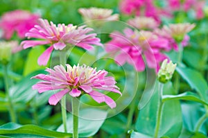 Hybrid Aster flower in Bangkok Thailand