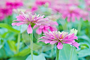 Hybrid Aster flower in flowerbed garden Sirikit national garden, Bangkok Thailand