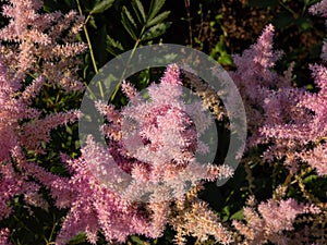 Hybrid Astilbe, False Spirea (Astilbe x arendsii) \'America\' blooming with generous pink bloom