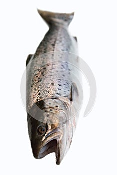 hybrid of Atlantic salmon and Sea trout