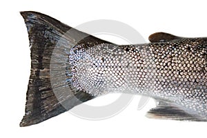 hybrid of Atlantic salmon and Sea trout