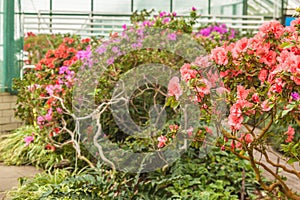 Hybrid Azalia Rhododendron hybridum in greenhouse