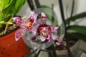 Hybrid Beallara orchids