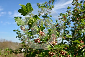 hybrid of black currants and gooseberries, close up