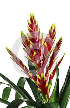 Hybrid Bromeliad Flower