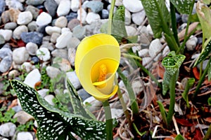 Hybrid Calla Lilies Millennium Gold, Zantedeschia `Millenium Gold`, `Yellow Mammoth`