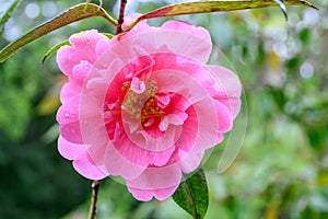 Hybrid Camellia x williamsii George Blandford, semi-double pink flowers