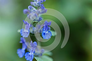 Hybrid catmint Nepeta x faassenii