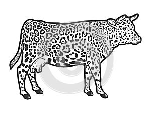 Hybrid cow, leopard fur color. Engraving raster illustration. Sketch.