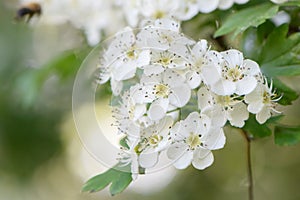 Hybrid Crataemespilus grandiflora with white inflorescence