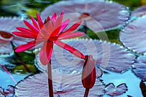 Hybrid dark pink water lily and bud in pond