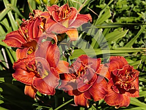 Hybrid Day Lily `Paprika Flame`.