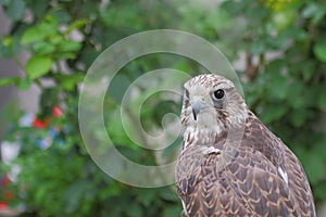 Hybrid falcon (Gyrfalcon + Peregrin). photo