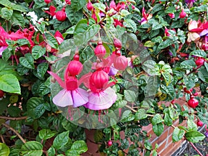 Hybrid Fuchsia Plant Blossomed in Crewe, England photo