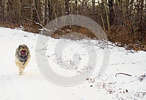 Hybrid German Shepherd Great Pyrenees Dog