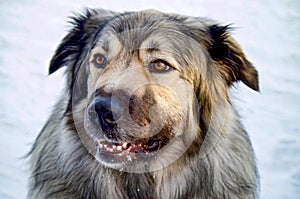 Hybrid German Shepherd Great Pyrenees Dog