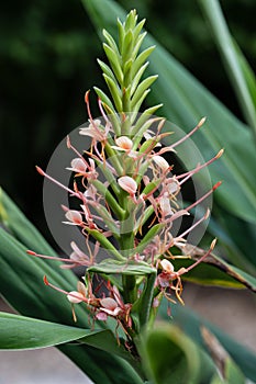 Hybrid Ginger lily Hedychium Pink V budding salmon-pink flowers