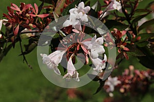 Hybrid `Glossy Abelia` flowers