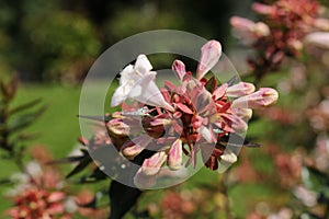 Hybrid `Glossy Abelia` flowers